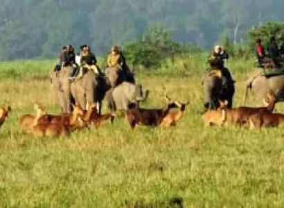 3 Night 4 Day Kaziranga Tour