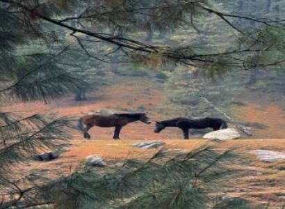 6 Days Kashmir Winter Wonderland Tour