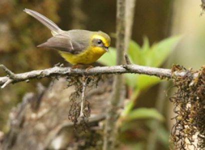 20 Nights - 21 Days Birding - Flora Fauna Tours