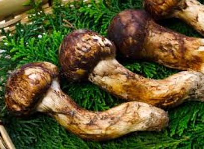 10 Nights - 11 Days Mushroom Festival Tour