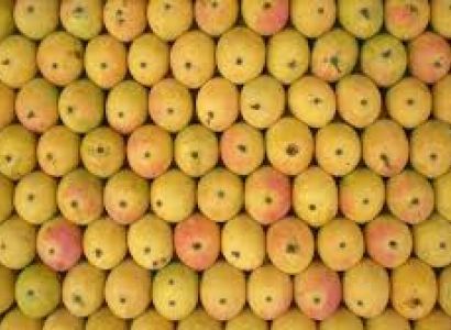 5 Nights - 6 Days Konkan Tour