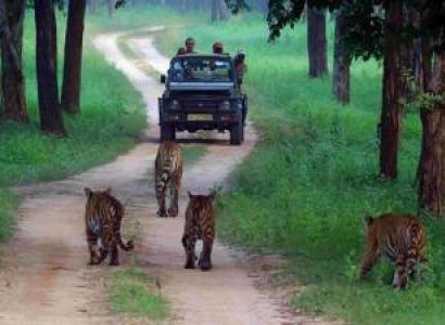 3 Nights 4 Days Kanha Wildlife Tour