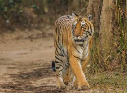 Jim Corbett Tour