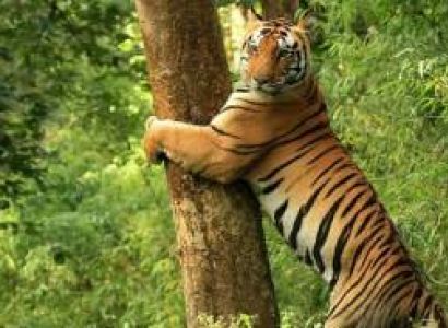 3 Nights 4 Days Kanha Wildlife Tour