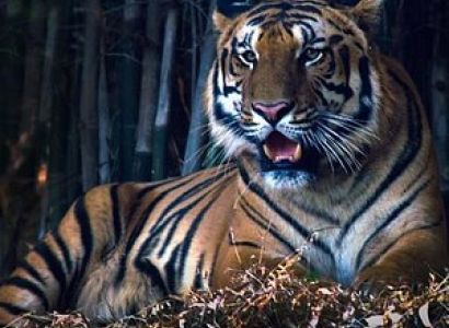 3 Nights 4 Days Kanha Wildlife Tour