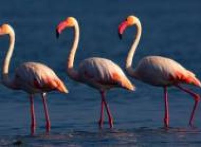 4 Nights - 5 Days Puri Tour Package