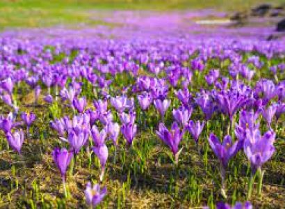 Kashmir Tour For 5 Days
