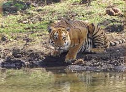 4 Nights - 5 Days Ooty - Pykara - Madumalai - Coonoor Tour