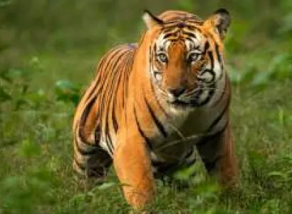 3 Night 4 Day Jim Corbett - Nainital Tour