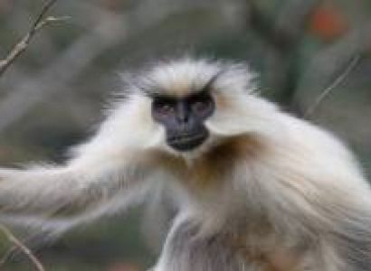 Royal Manas Safari / Wildlife Tour