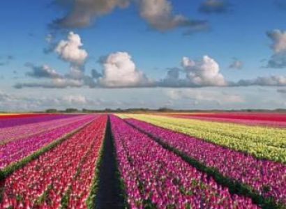 KASHMIR TULIP FESTIVAL 3N/4D