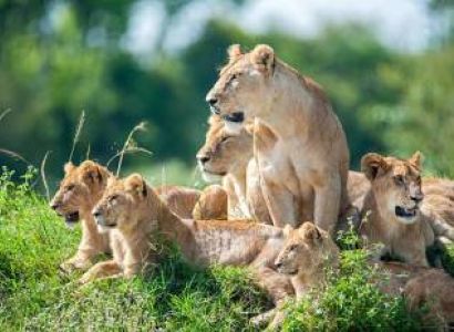 5 Days Zanzibar - Day Safari Mikumi Tour