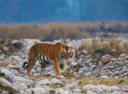 7 Night - 8 Days Honeymoon Tour Packages In Uttarakhand