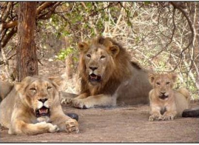 3 Day Dwarka - Somnath - Sasan Gir Tour