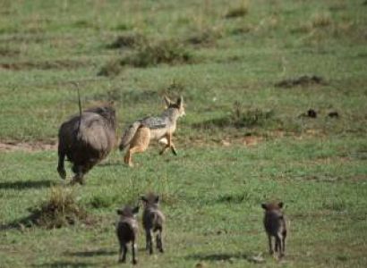 Ngorongoro Tour Packages