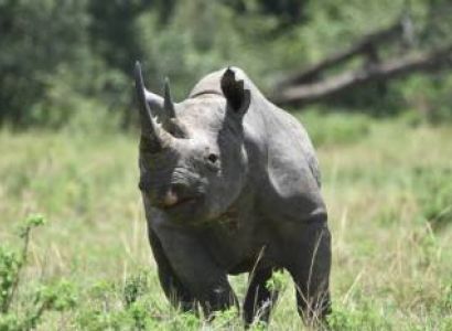 10-Day Kenya Tanzania Best Game Parks Safari Experience