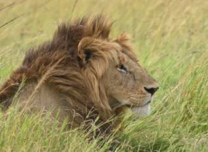 10-Day Kenya Tanzania Best Game Parks Safari Experience