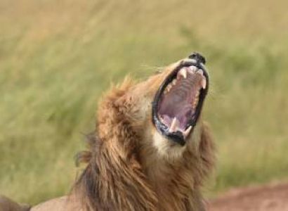10-Day Kenya Tanzania Best Game Parks Safari Experience