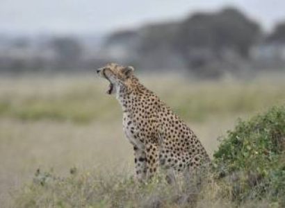 10-Day Kenya Tanzania Best Game Parks Safari Experience