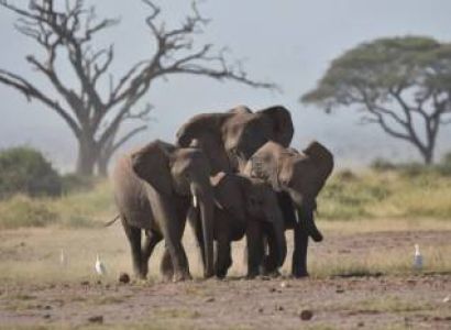 10-Day Kenya Tanzania Best Game Parks Safari Experience