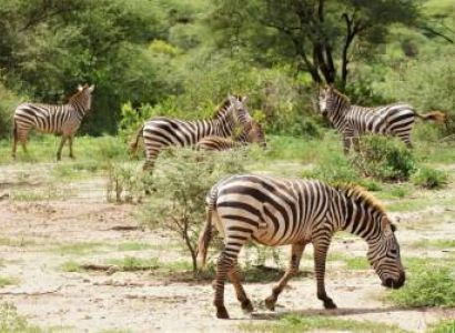 7 Days Best Safari In Tanzania Africa Tour