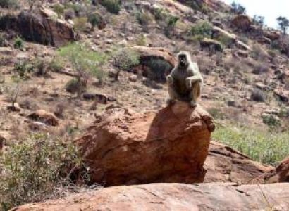 8 Days Africa Wildlife Safari And Diani Beach Tour