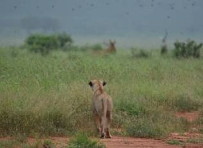 7 Nights Mid-range Masai Mara Mombasa Safari