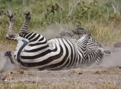 4 Nights Explore Kenya Safari