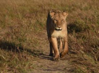 4 Nights Explore Kenya Safari
