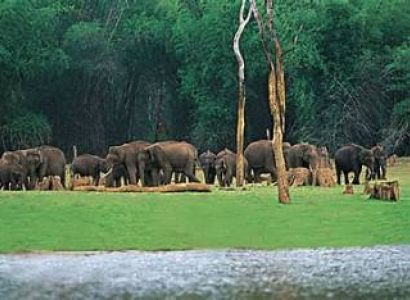 Thekkady Tour Packages