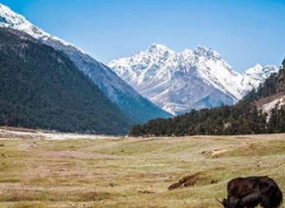 2 Night - 3 Days Yumthang Valley Tour