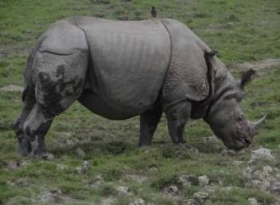 ASSAM, MEGHALAYA, ARUNACHAL PRADESH 6 Nights 7 Days