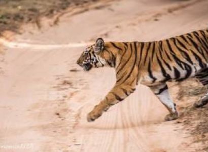 3 Night 4 Days Jim Corbett National Park