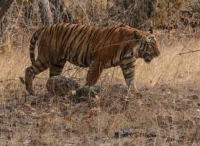 3 Night 4 Days Jim Corbett National Park
