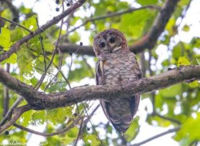 3 Night 4 Days Jim Corbett National Park