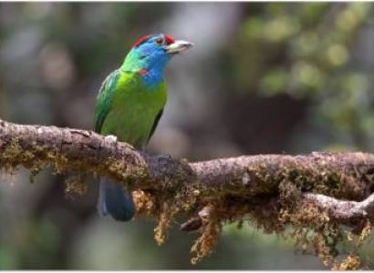 2 Night 3 Days Jim Corbett National Park