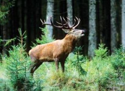 Famous of Srinagar | With Dachigam Walk
