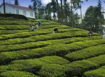 Pelling Tour Packages