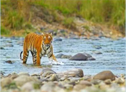5 Days Corbett Wildlife Safari Tour
