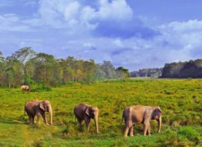 Glimpse Of Nepal With Jungle Experience 5 Nights - 6 Days Tour