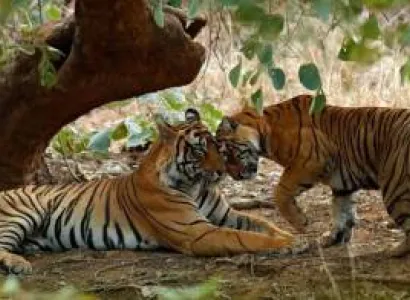 1 Day Jaipur - Ranthambhore Tour