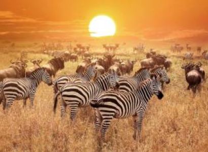 Serengeti 4 Days Safari Tour