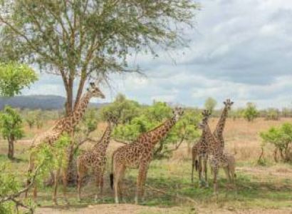 Mikumi - Ruaha 5 Day Safari Tour
