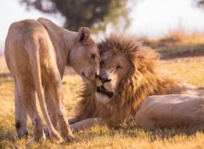 7 Day Migration Safari Tour