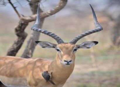 Manyara Tour Packages