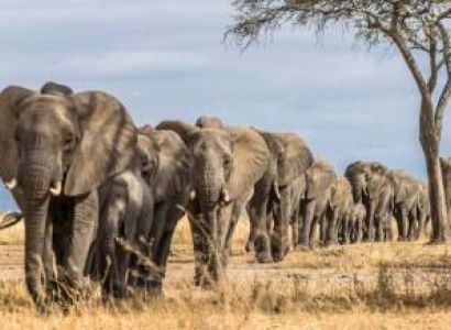 Ngorongoro Tour Packages