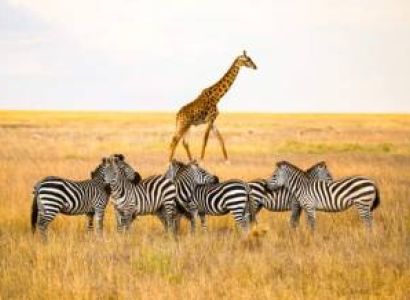 7Day Mid Range Safari To Serengeti Wildebeest Migration Tour