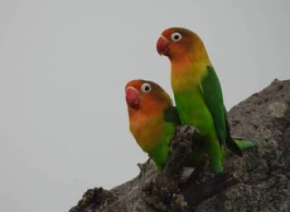 13 days 12 nights in Tarangire, Serengeti, Ngorongoro Conservation area