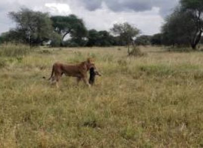 13 days 12 nights in Tarangire, Serengeti, Ngorongoro Conservation area