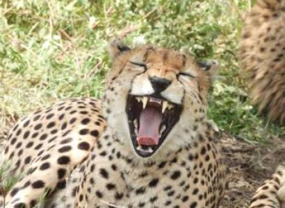 13 days 12 nights in Tarangire, Serengeti, Ngorongoro Conservation area